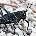 Eastern Lubber