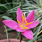 Pink Lily