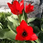 Red tulip