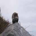 Coatí