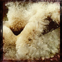 Cattail