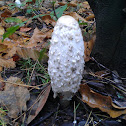 geschubde inktzwam (Coprinus comatus)