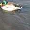 mallard duck