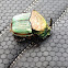 Rainbow Scarab