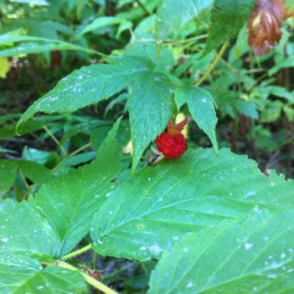 Spotting Image 1