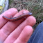 Eastern Red-backed Salamander