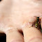 European Paper Wasp