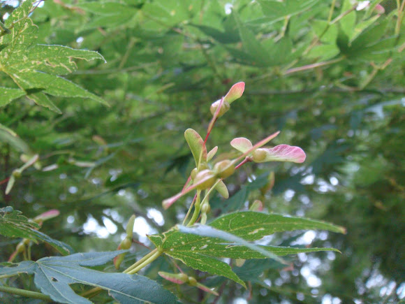 Spotting Image 1