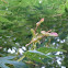 Japanese maple