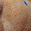 Great star coral