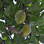 Annona