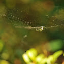 orchard orb weaver