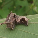 Sailer butterfly caterpillar.