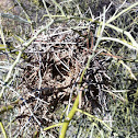 Verdin nest