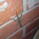 Brown Anole
