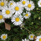 Daisy