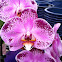 Orchid