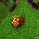 Golden tortoise beetle