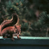 Squirrel on a Rail