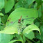 Large Red Damselfly
