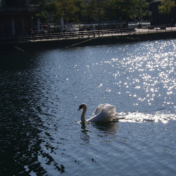 Spotting Image 1