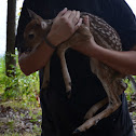 Fawn