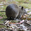 Southern Brown Bandicoot