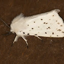 White ermine