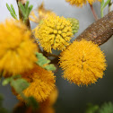 Flor de Huizache