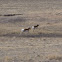 Pronghorn Antelope