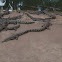 Saltwater Crocs