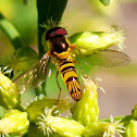 Syrphid Fly