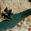 Nudibranch