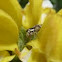 Tiny jumping spider