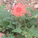 Barberton Daisy