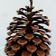 Pine Cone