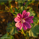Common Mallow