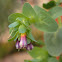 Honeywort