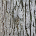 Brown Creeper