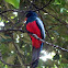 trogon massena
