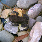 Dwarf American Toad