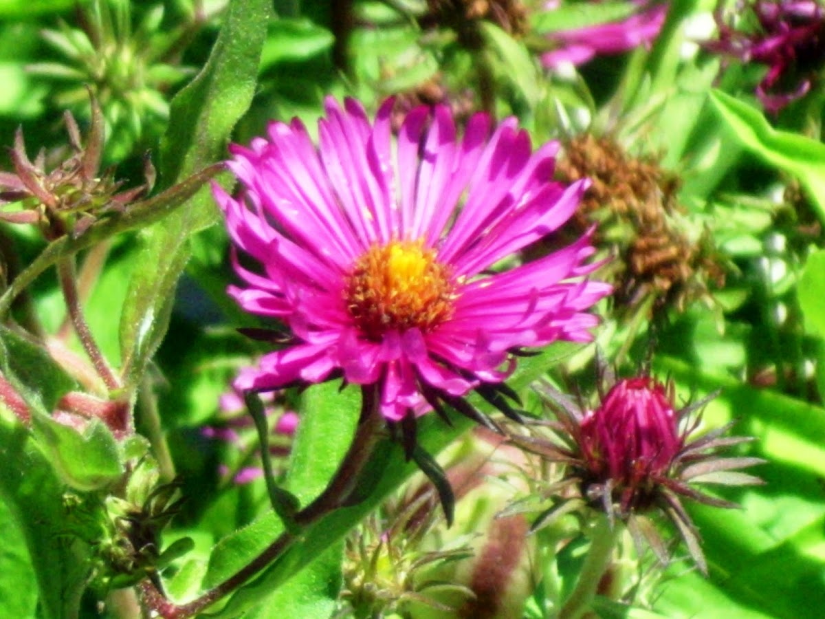 Deep Pink Asters