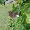 Horace's Duskywing