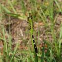 Eastern Pondhawk (Female)