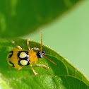 Leaf beetle