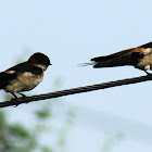 Barn Swallow