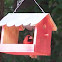 Northern Cardinal