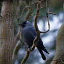 Eurasian Jackdaw