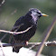 European Starling