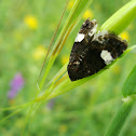 Four-spotted Moth